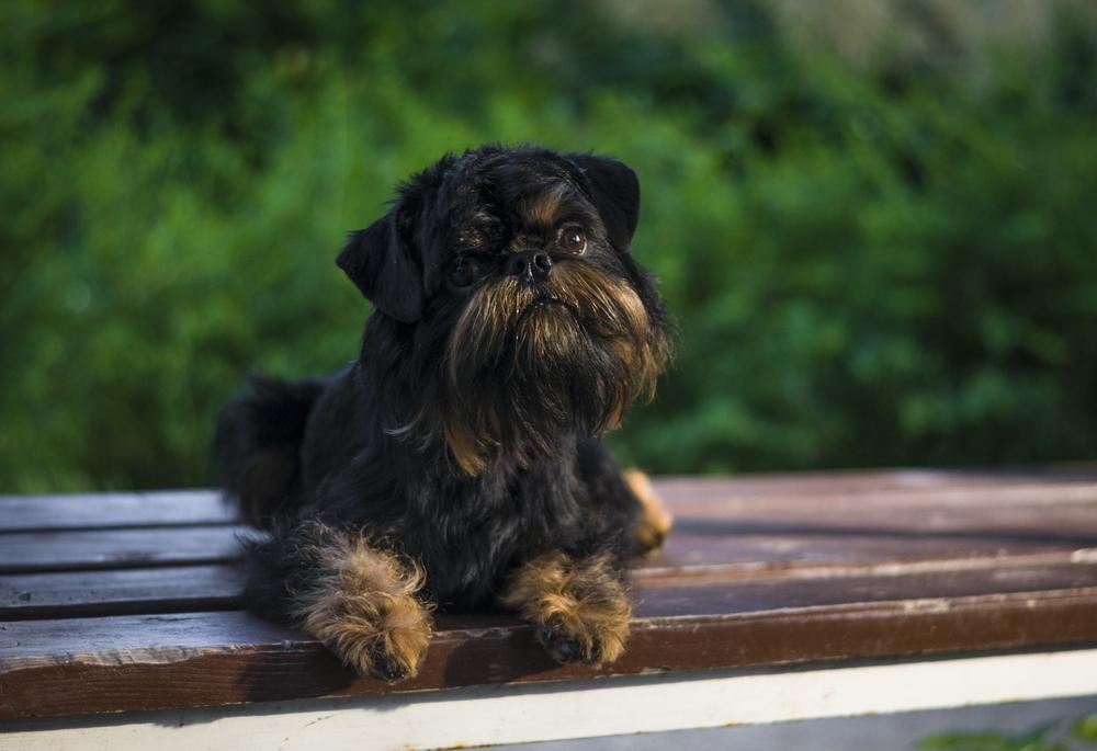 Выгул и активность бельгийского гриффона 