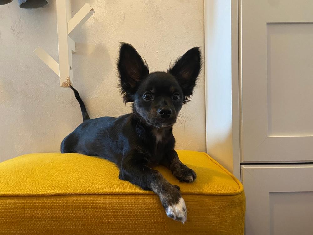 Здоровье чихуахуа дир