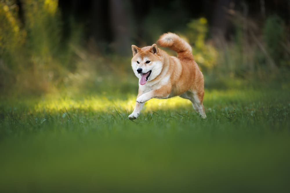 Во время вязки сиба-ину может испытывать стресс