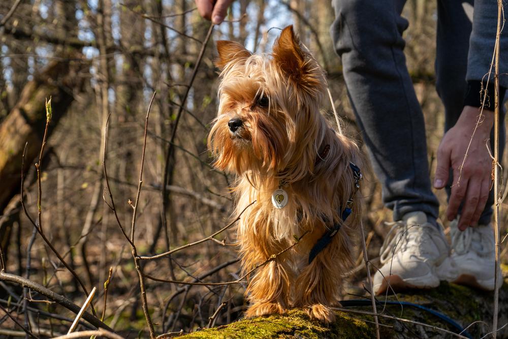 Воспитание и дрессировка голдаст-йорка