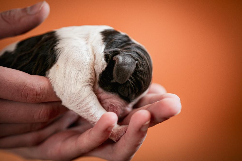 цена щенка немецкого вахтельхунда