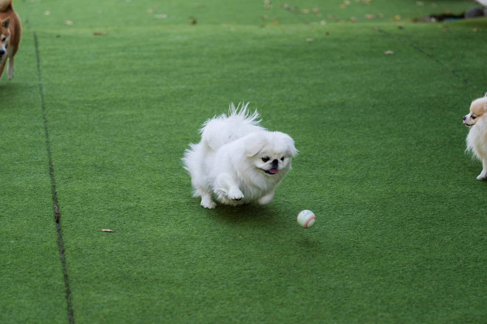 Болезни пекинесов можно профилактировать