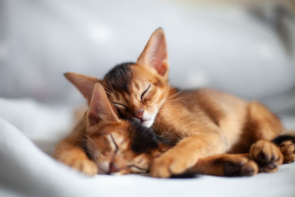 Продолжительность жизни абиссинской кошки не зависит от пола