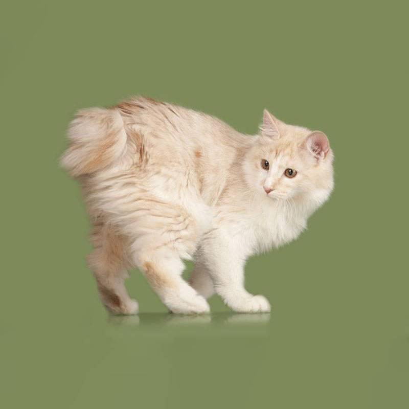 Самые общительные породы кошек: курильский бобтейл Самые общительные породы кошек: курильский бобтейл