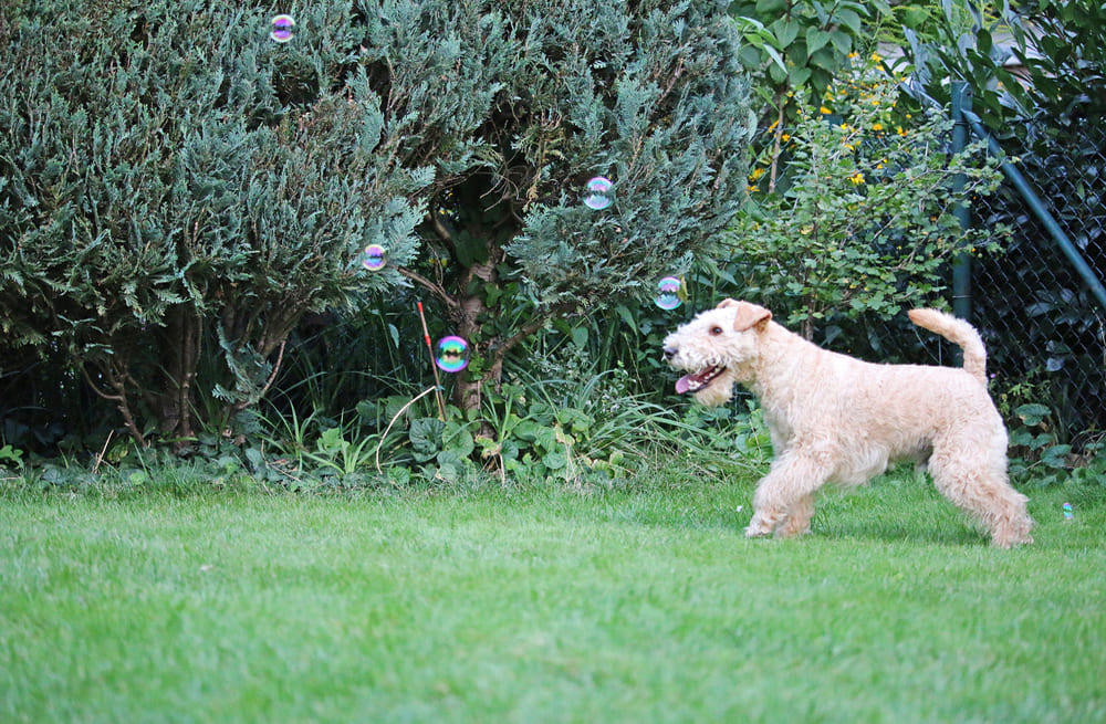 Лейкленд-терьер на фото