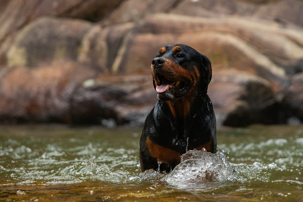 Вязка ротвейлера проводится по правилам РКФ