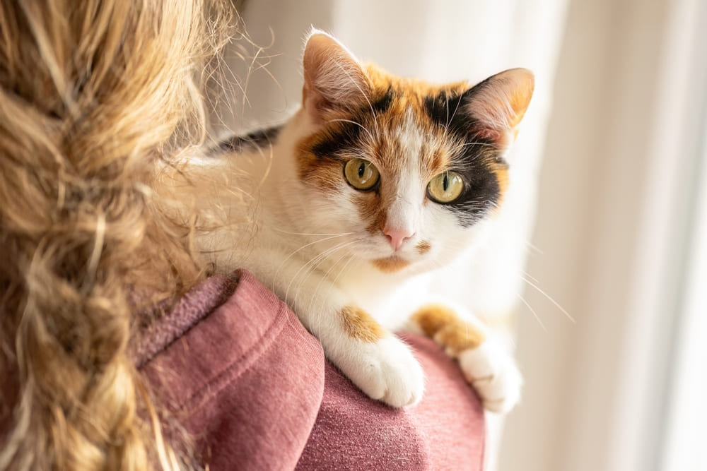 Кошке можно давать творог?