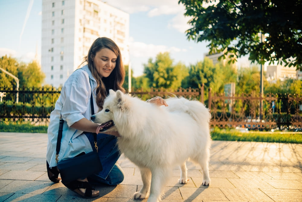 Самоедские собаки не используются для охраны