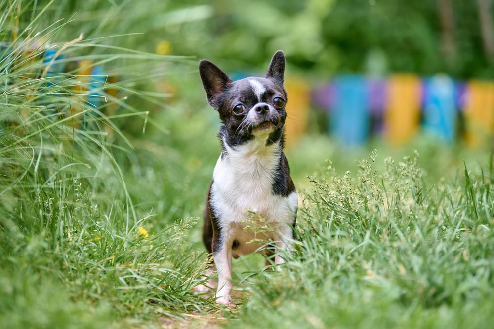 Во время вязки чихуахуа могут возникнуть проблемы