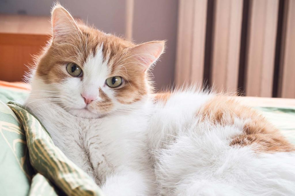 Лечение пневмонии у кошек в домашних условиях thumbnail