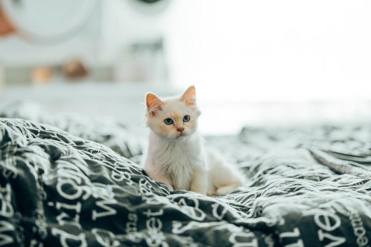 Кошка гадит на кровать из-за неполадок с лотком