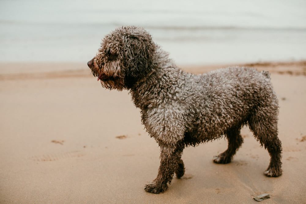 Покупать испанскую водяную собаку лучше в питомнике