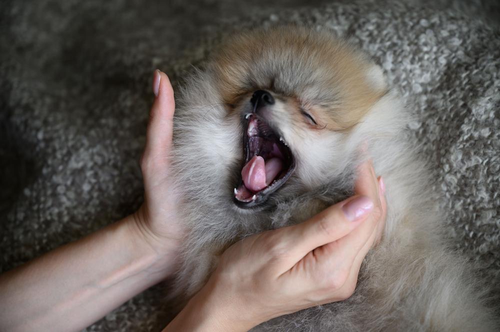 Советы по выбору щенка шпица лисьего типа