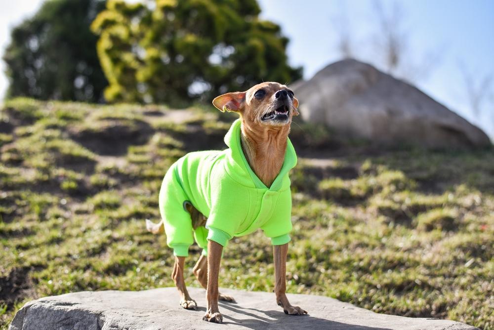 Разница в уходе за сукой и кобелем той-терьера Разница в уходе за сукой и кобелем той-терьера