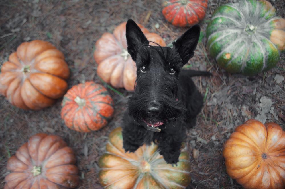 Средние породы собак для пожилых людей: скотч-терьер Средние породы собак для пожилых людей: скотч-терьер