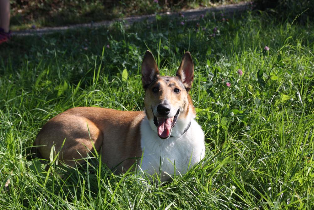Возможные заболевания гладкошерстного колли