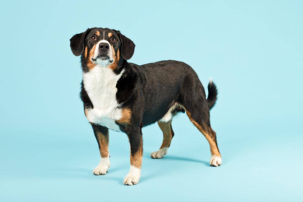 Внешность энтлебухер зенненхунда