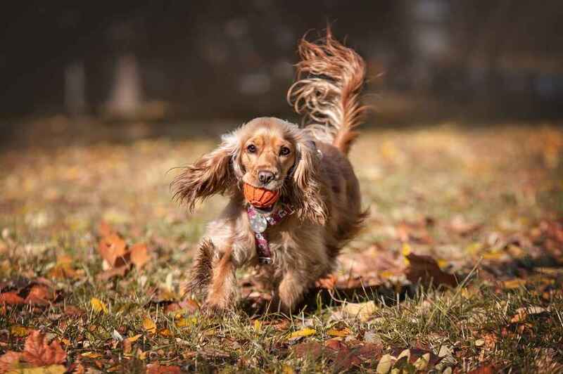 Английский кокер-спаниель несет мяч
