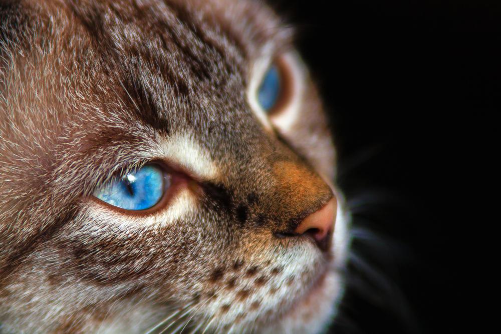 История происхождения породы охос азулес