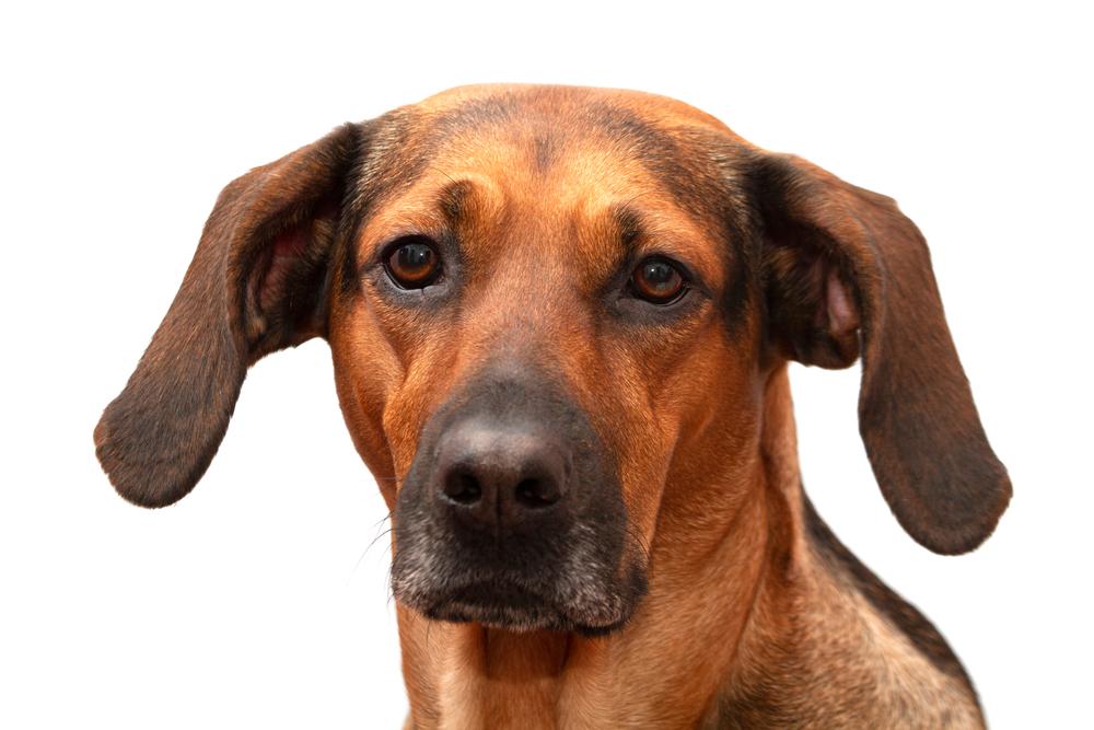 Характер гончей Шиллера