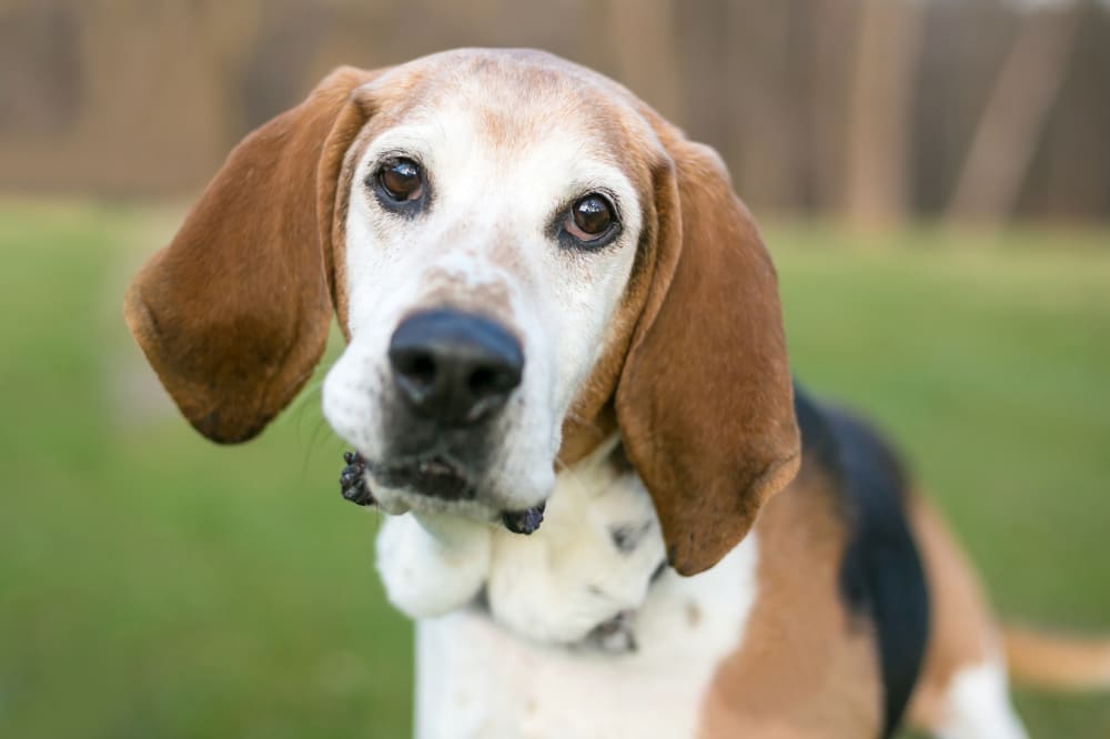 Когти английского фоксхаунда нужно стричь