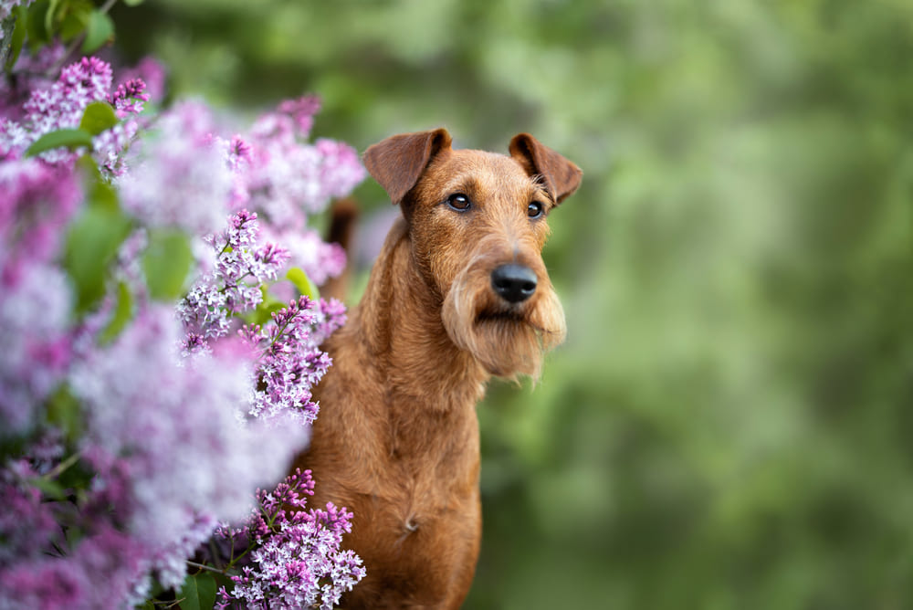 Ирландские терьеры любят играть с повзрослевшими детьми