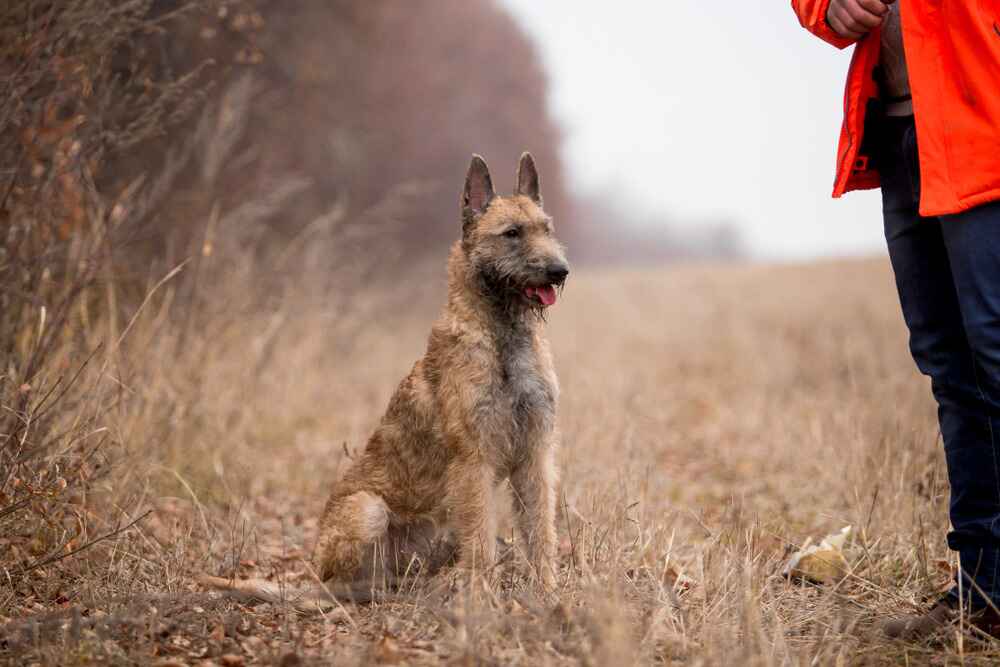 Лакенуа с владельцем