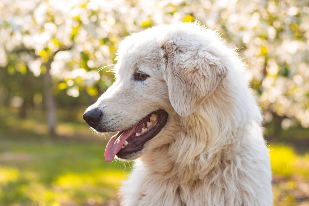 Мареммо-абруццкая овчарка считается неконфликтной собакой