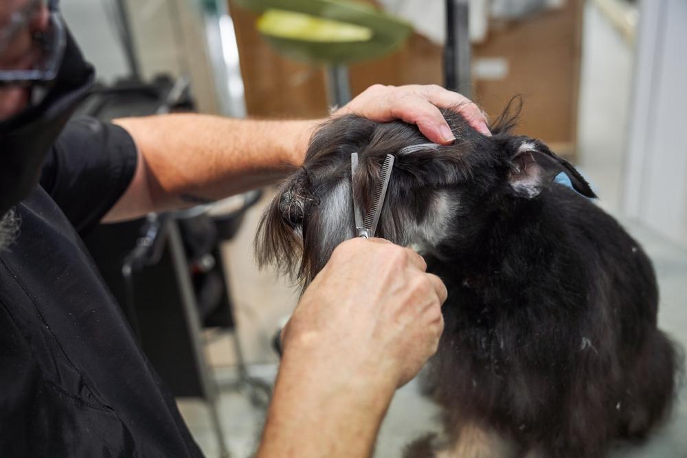 Какие виды стрижки цвергшнауцера бывают