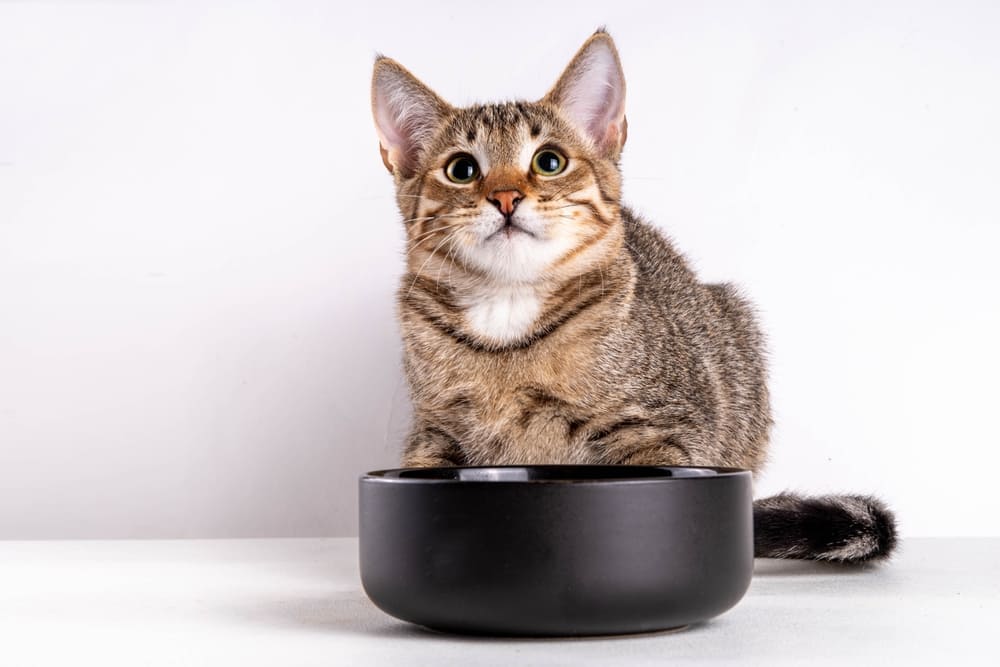 Важно быть уверенным, можно ли шпинат взрослеющей кошке