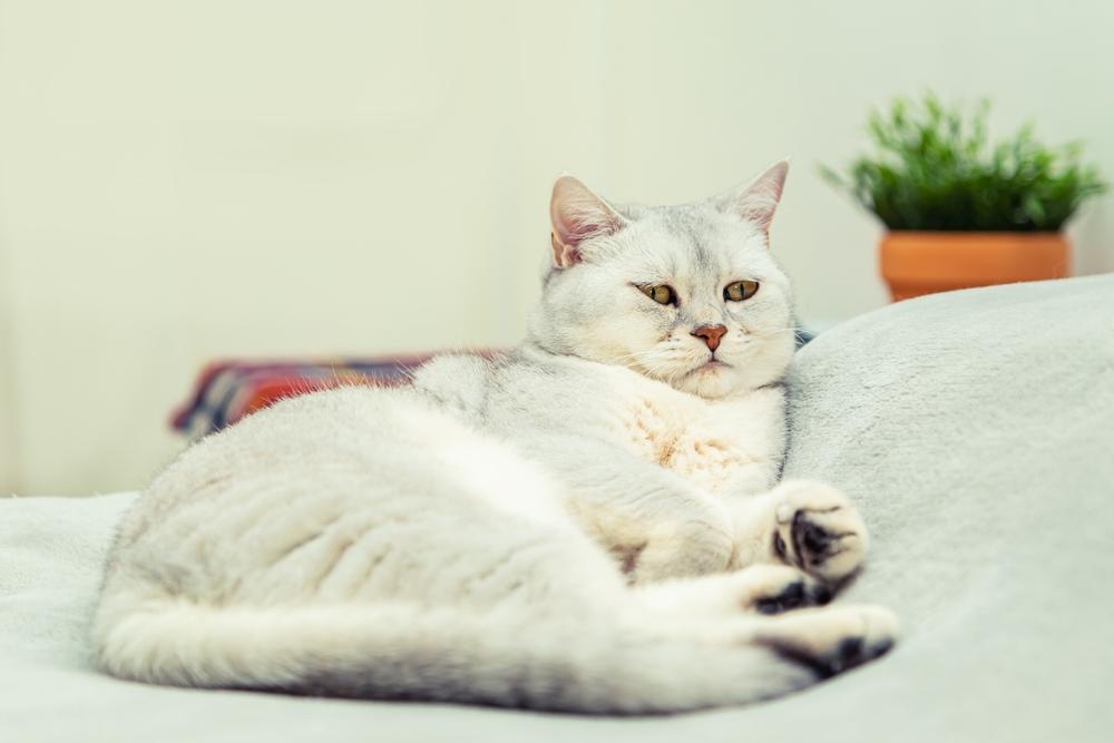 Тикированные окрасы у шотландских кошек: серебристая шиншилла