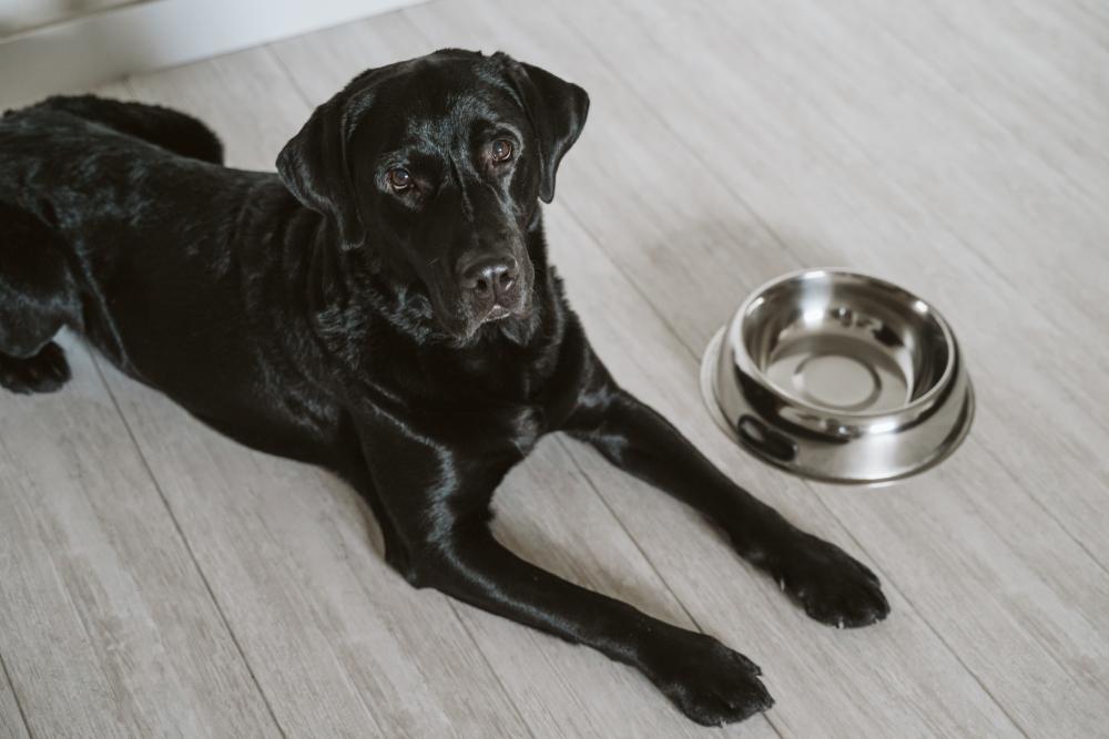 Чем кормят черного ретривера?