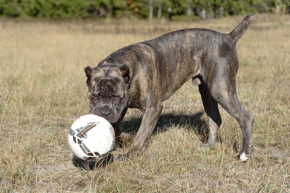 Болезнь кане-корсо может быть связана с воспалением ушей