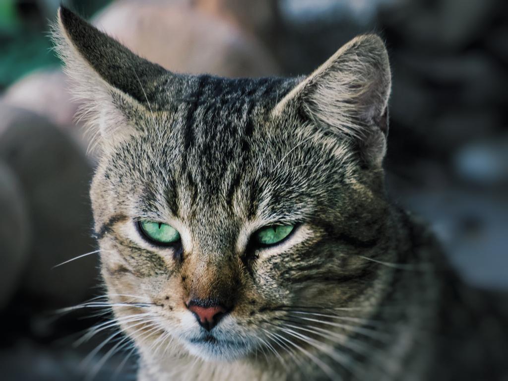 Конъюнктивит у кошек, вызванный аллергией