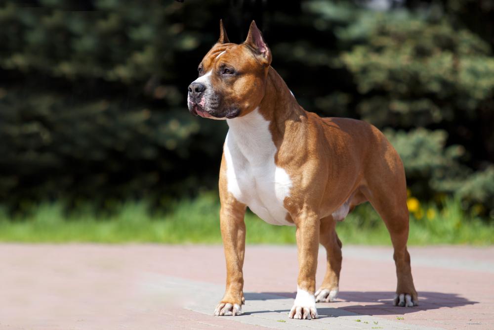 ТОП-20 бойцовских пород собак: американский стаффордширский терьер