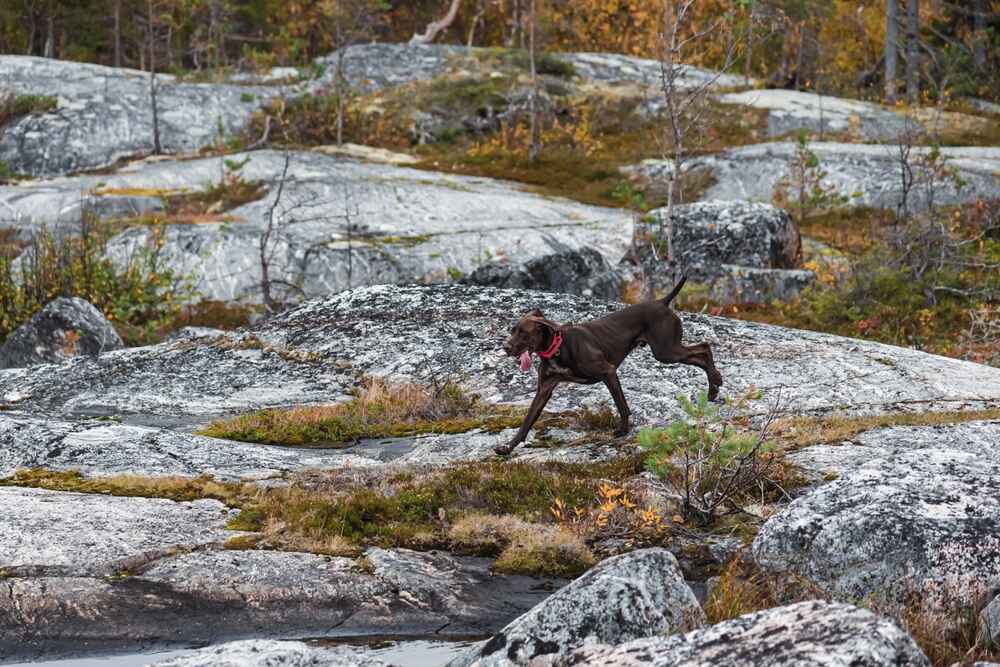 Курцхаары использовались для охоты