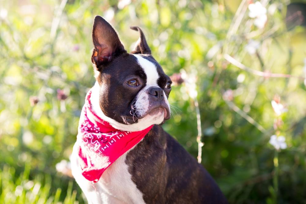 Мелкие породы собак для пожилых людей: бостон-терьер Мелкие породы собак для пожилых людей: бостон-терьер