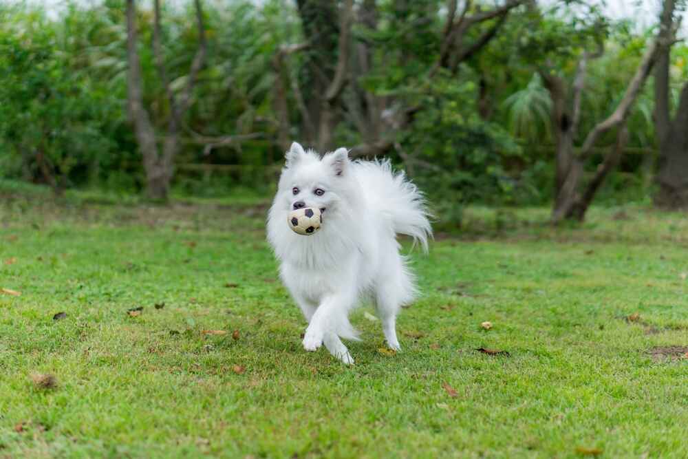 Самолечение может влиять на то, сколько проживет японский шпиц