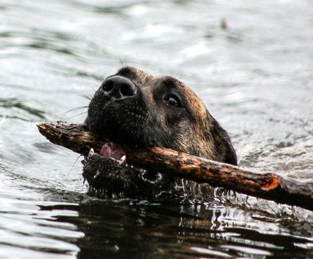 Воспитание и дрессировка азорской пастушьей собаки