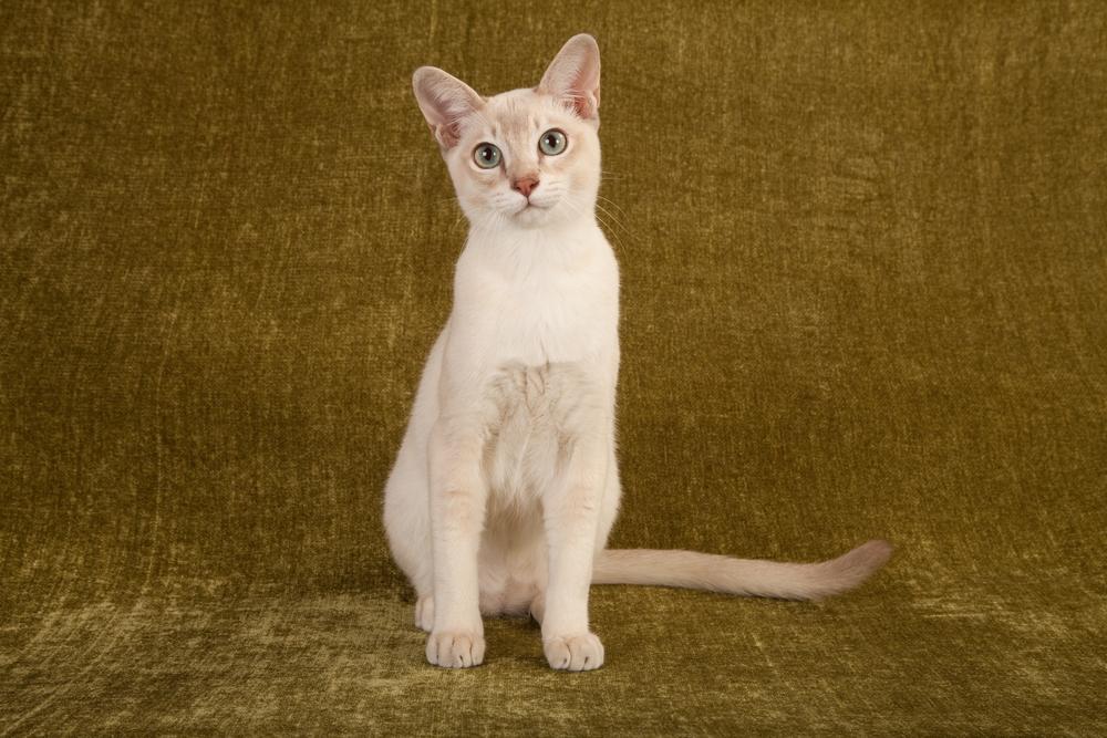 Здоровье тонкинской кошки