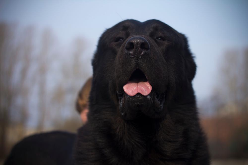 Сколько ест алабай в день Сколько ест алабай в день
