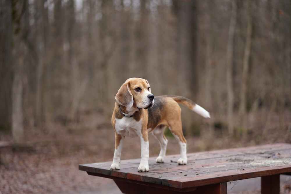 Бигль нуждается в дрессировке
