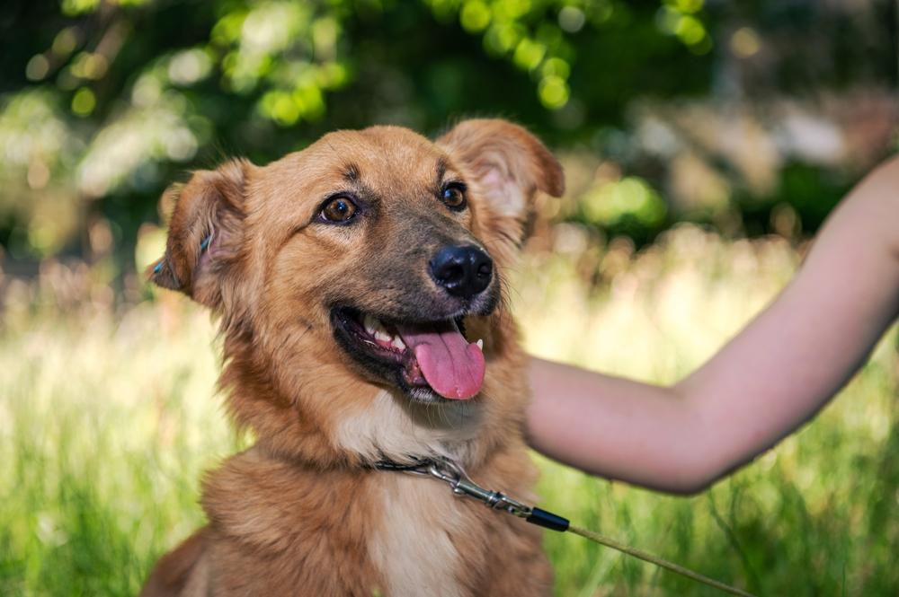 Собаки из отечественных фильмов: дворняжка Собаки из отечественных фильмов: дворняжка