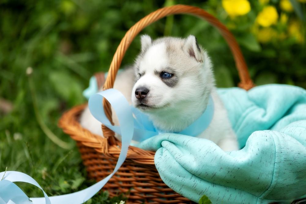 Как выбрать щенка белого хаски?