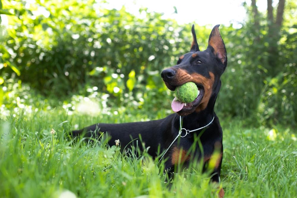 Воспитание добермана по месяцам Воспитание добермана по месяцам