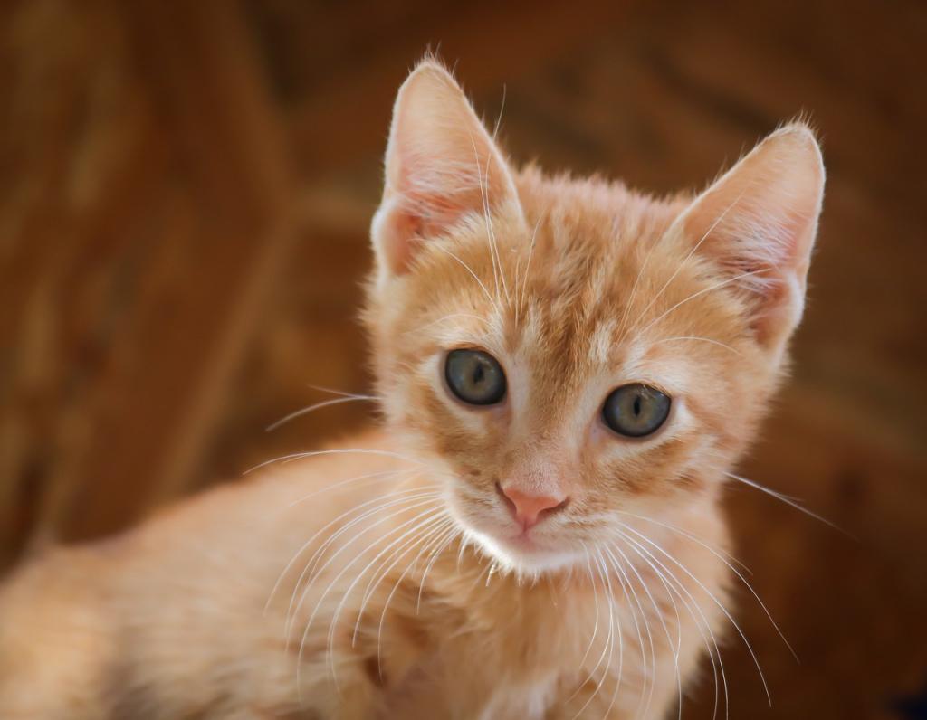 Как назвать котенка – мальчика или девочку: имена по окрасам