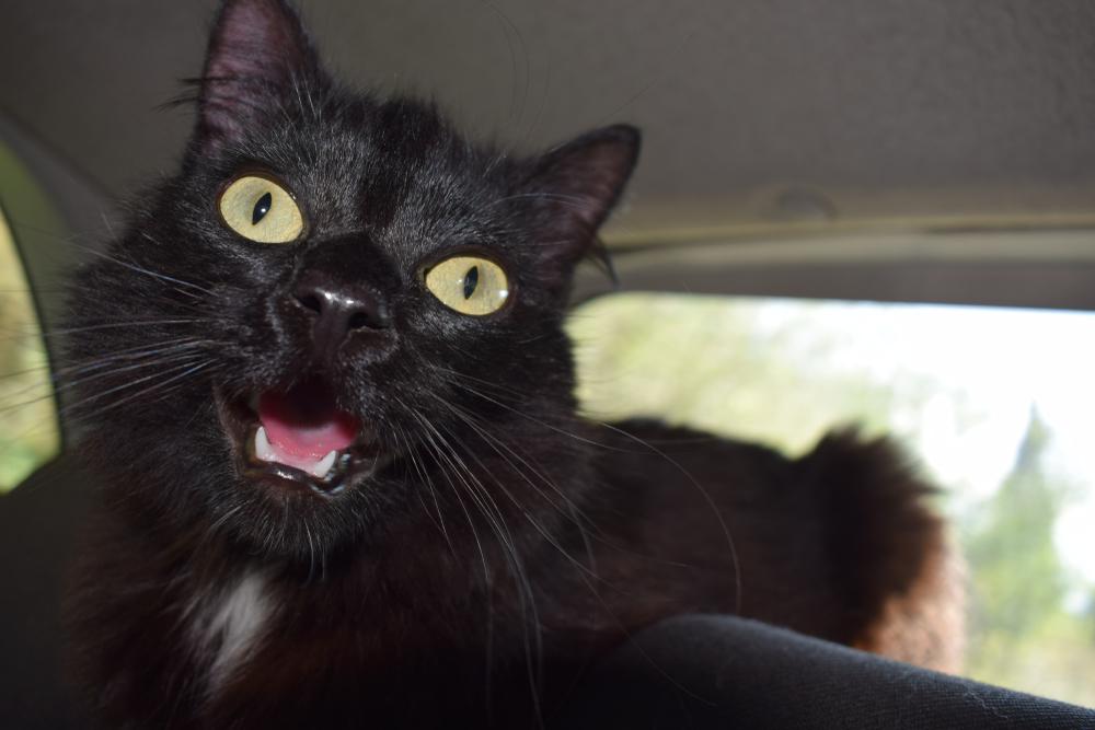 Почему кот высовывает язык и часто дышит ртом Почему кот высовывает язык и часто дышит ртом