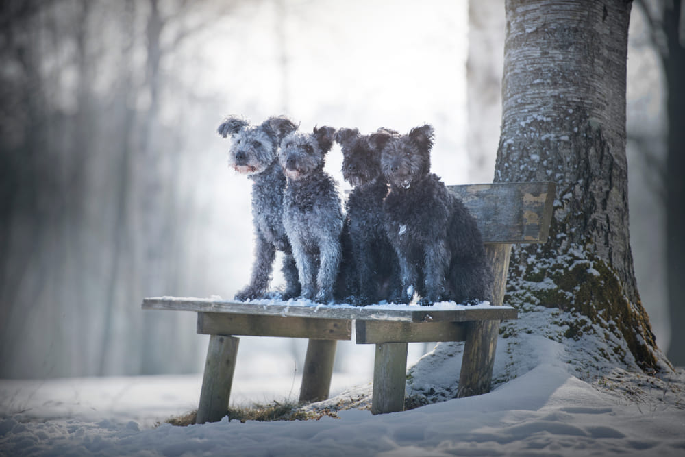 Пуми живут довольно долго