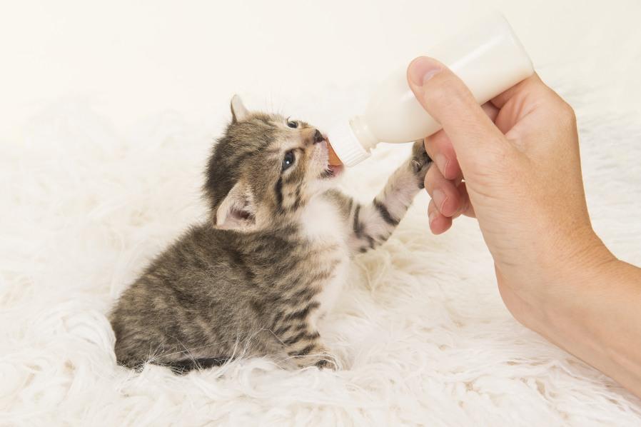 По сколько кормить новорожденных котят без кошки thumbnail