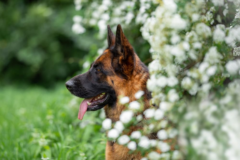 Течка у немецкой овчарки начинается примерно в 6-12 месяцев